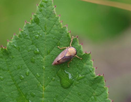 Réf. 195 641 : Brunotartessus fulvus